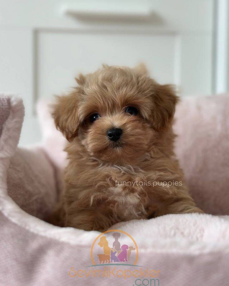 satılık Maltipoo fiyatı