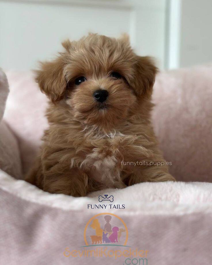 satılık Maltipoo ikinci fotoğrafı