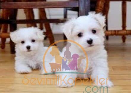 satılık Terrier Maltese ikinci fotoğrafı