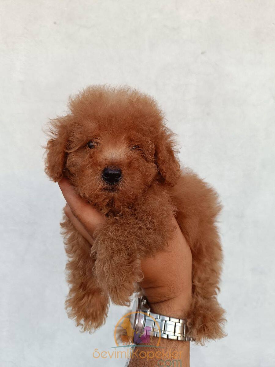 satılık Micro Poodle fiyatı