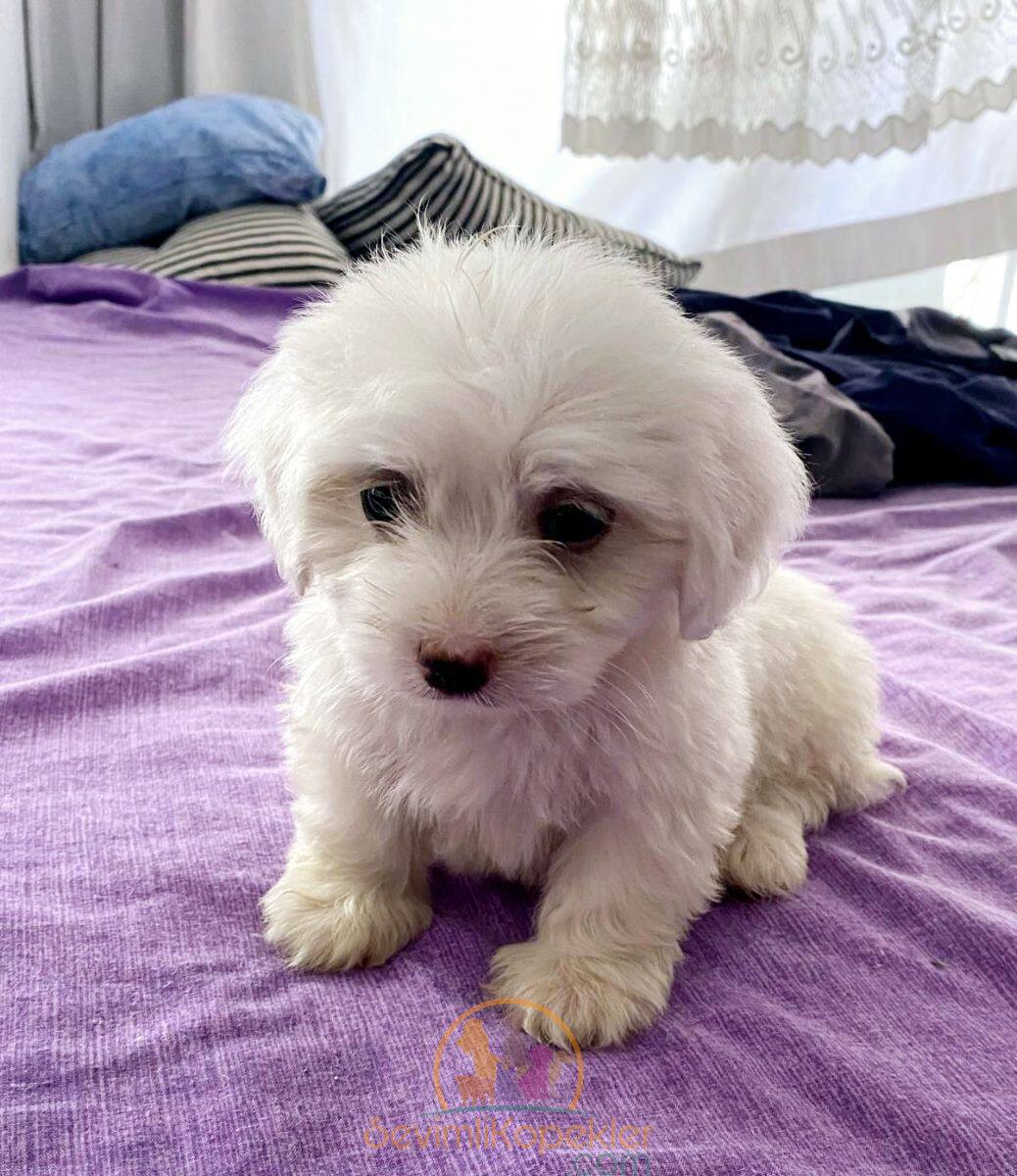 satılık Terrier Maltese ikinci fotoğrafı