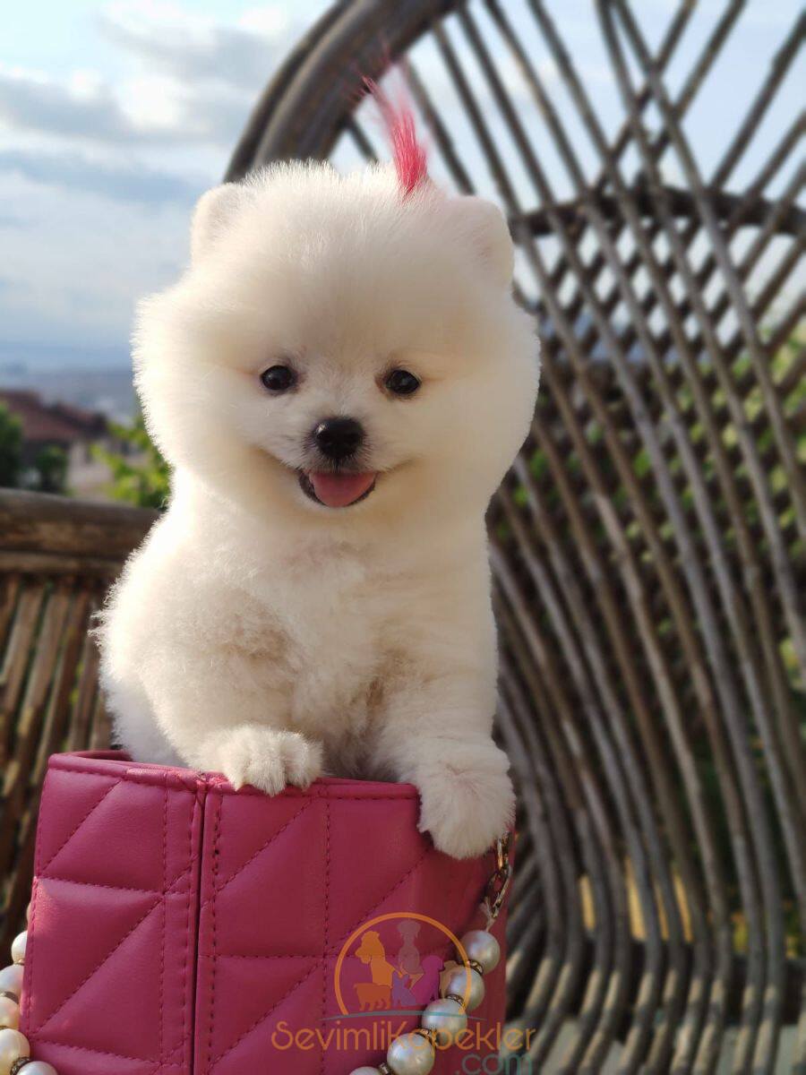 satılık Micro Pomeranian fiyatı