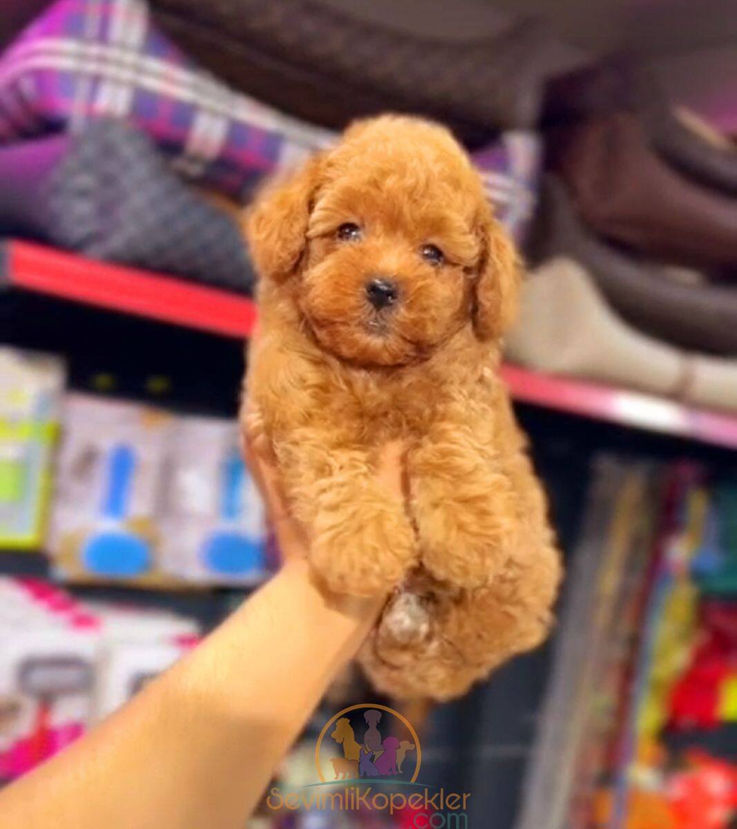 satılık Poodle Toy ikinci fotoğrafı