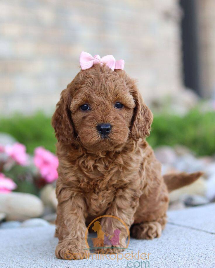 satılık Maltipoo ikinci fotoğrafı