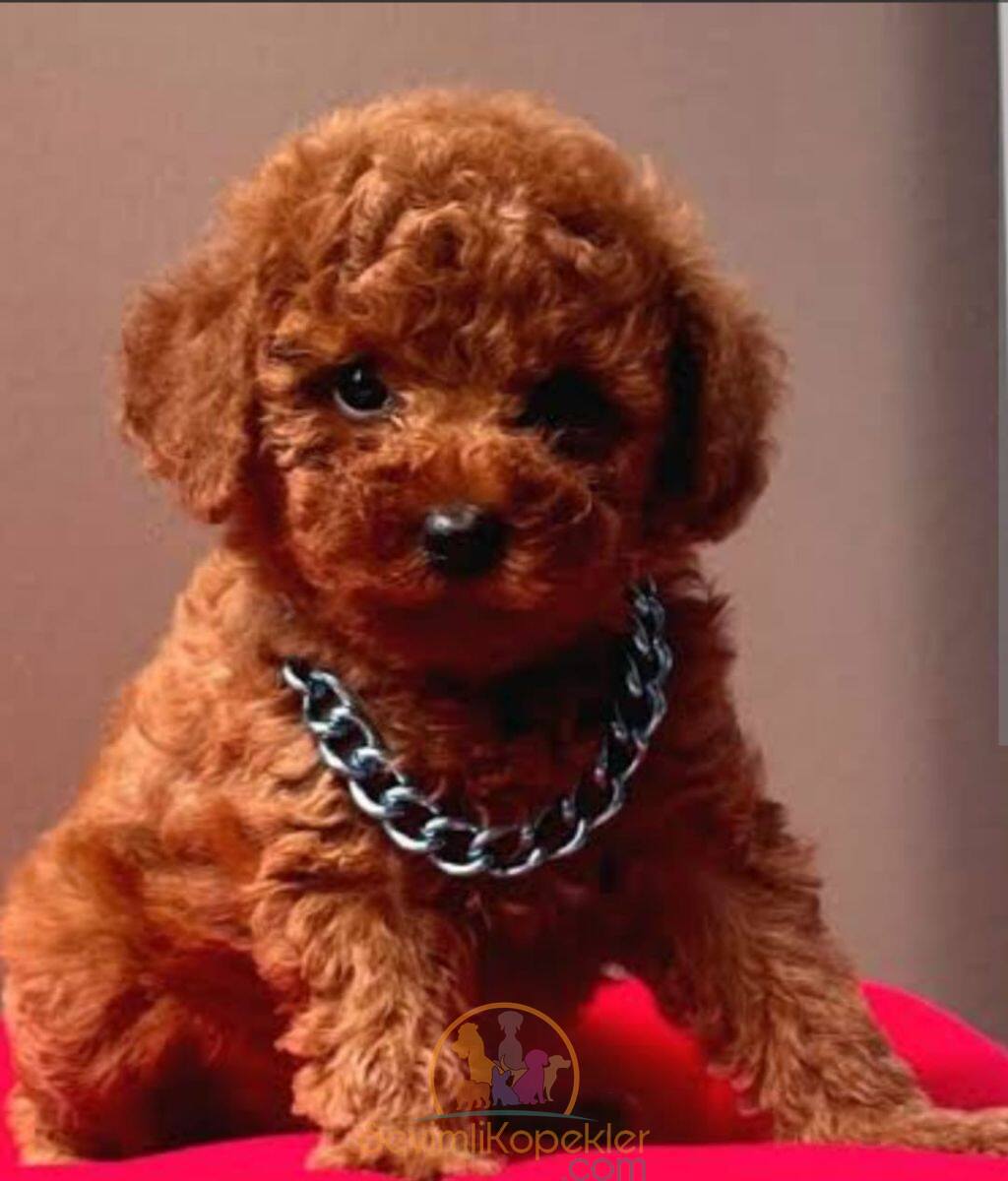 satılık Micro Poodle fiyatı