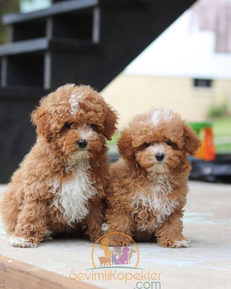 satılık Maltipoo fiyatı