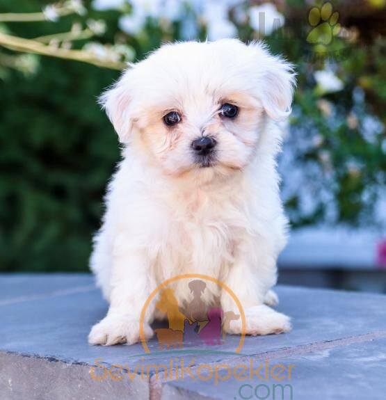 satılık Terrier Maltese ikinci fotoğrafı