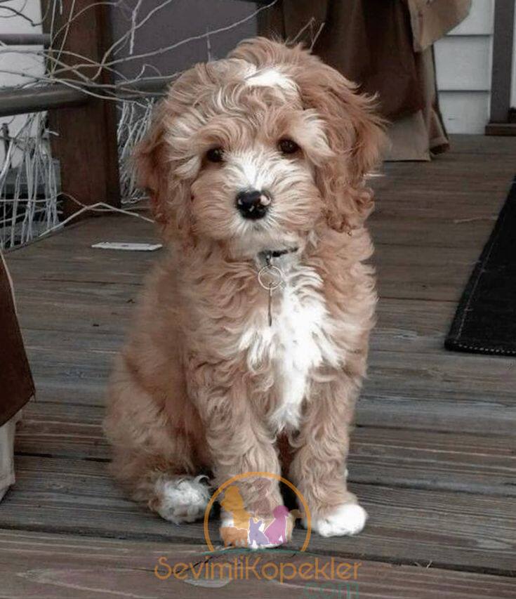 satılık Maltipoo fiyatı