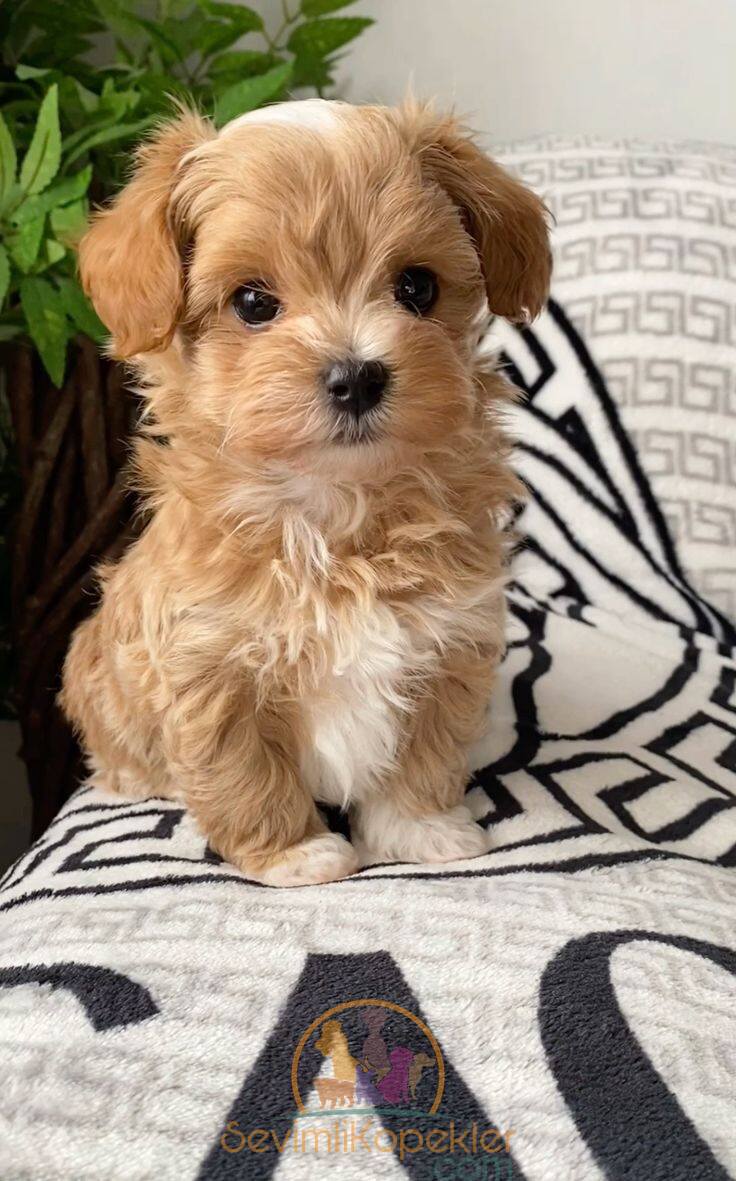 satılık Maltipoo ikinci fotoğrafı