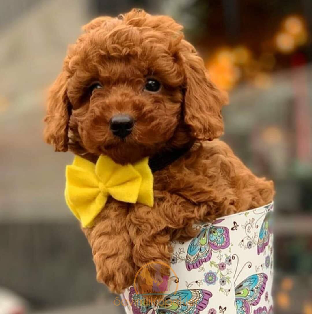 satılık Micro Poodle ikinci fotoğrafı