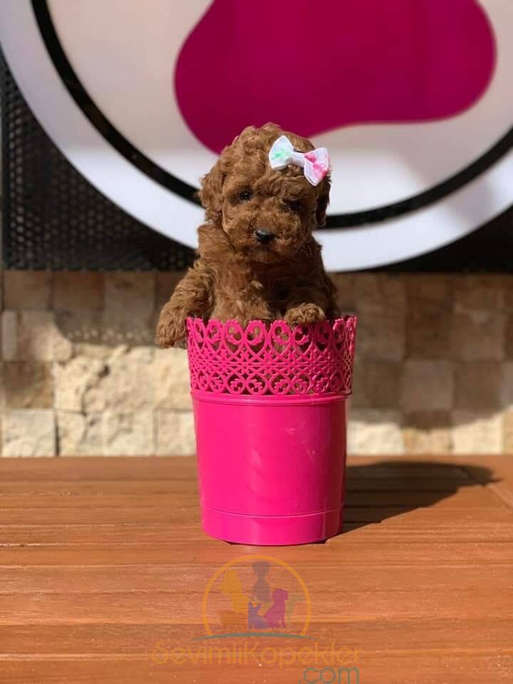 satılık Poodle Toy fiyatı