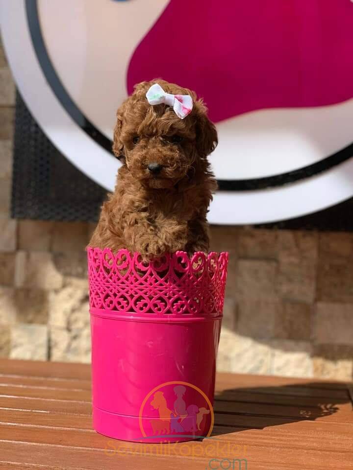 satılık Poodle Toy ikinci fotoğrafı