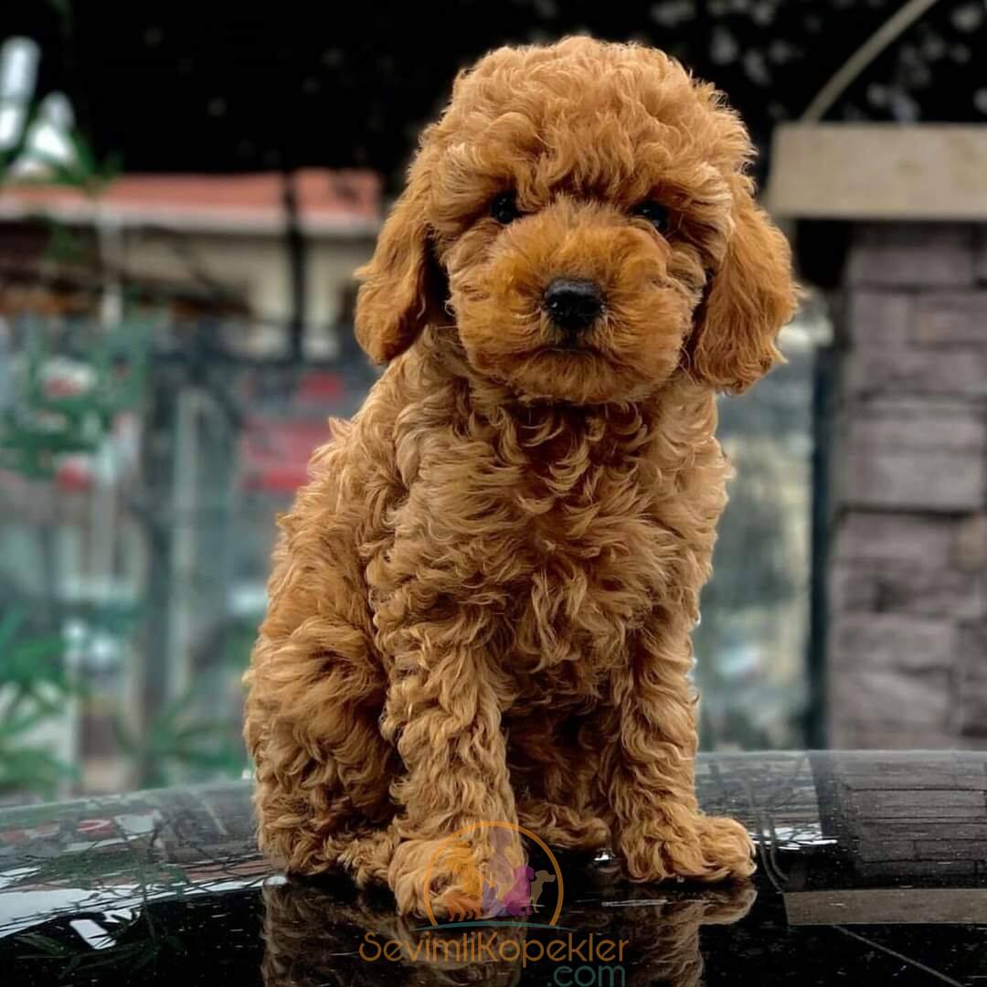 satılık Poodle Toy ikinci fotoğrafı