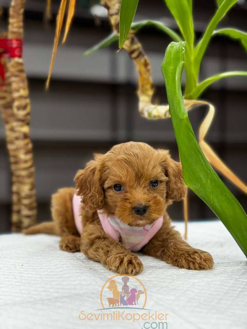 satılık Maltipoo fiyatı