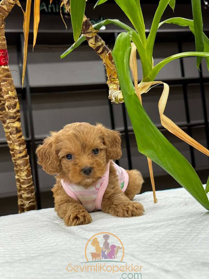 satılık Maltipoo ikinci fotoğrafı