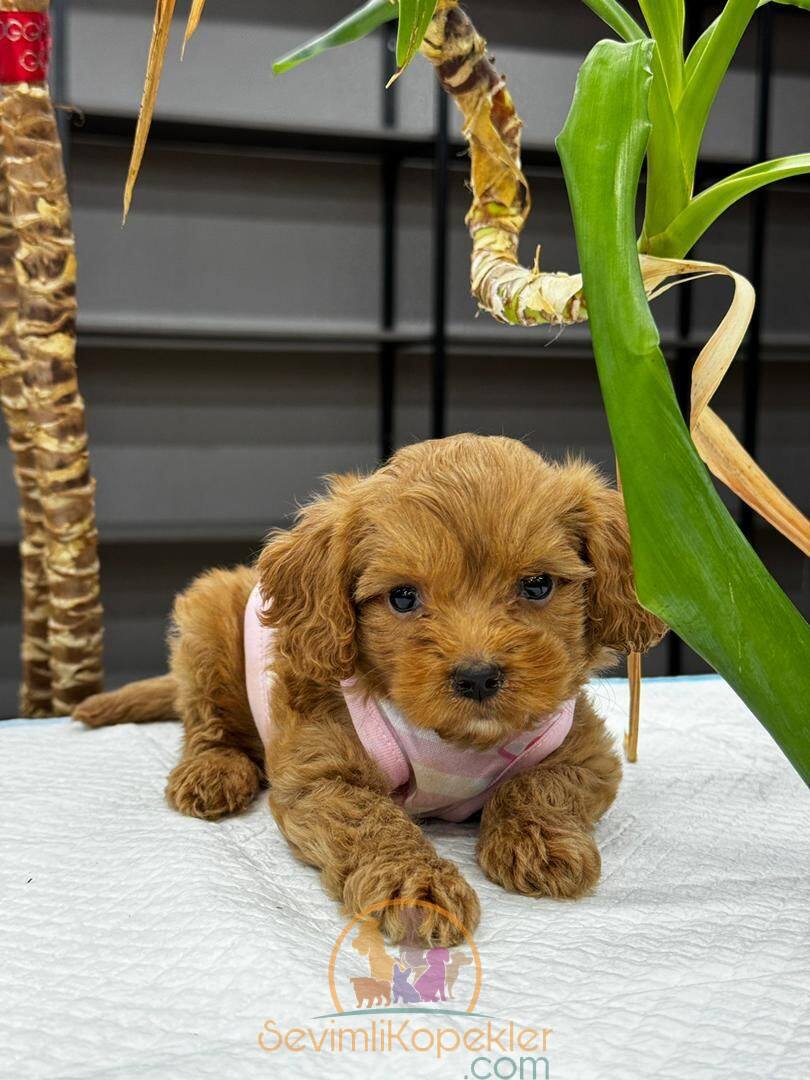 satılık Maltipoo üçüncü fotoğrafı