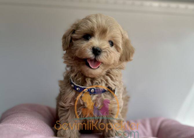 satılık Maltipoo fiyatı