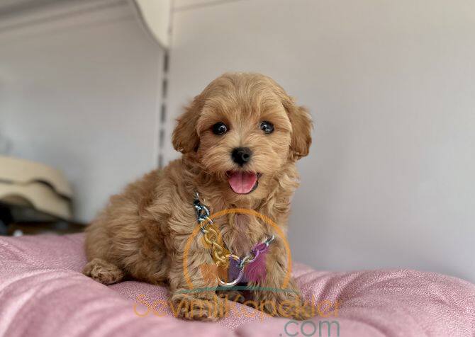 satılık Maltipoo ikinci fotoğrafı