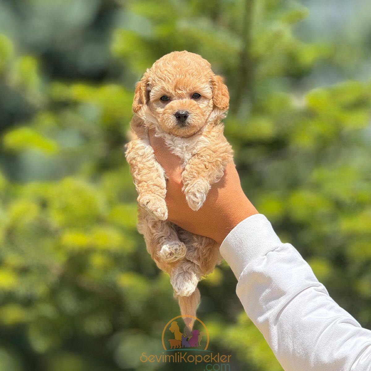 satılık Poodle Toy ikinci fotoğrafı