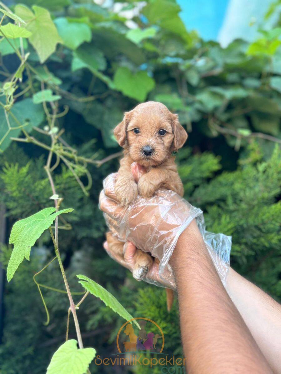 satılık Maltipoo fiyatı