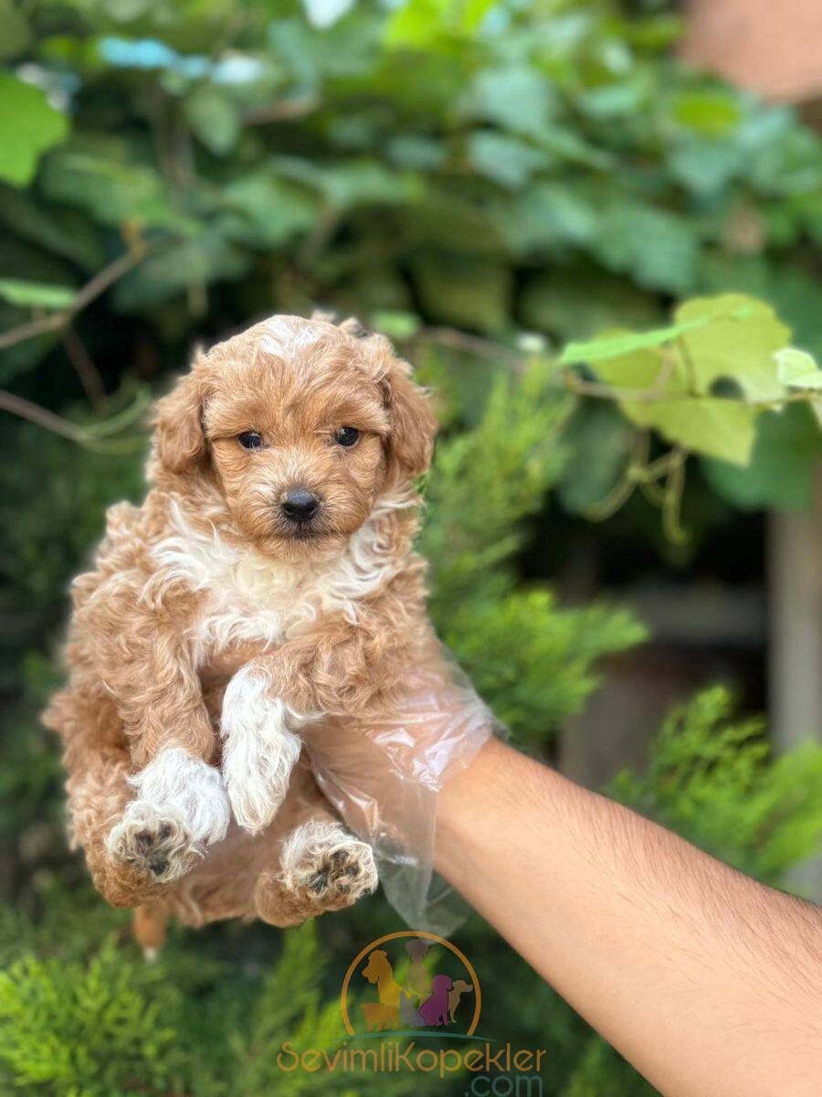 satılık Maltipoo ikinci fotoğrafı