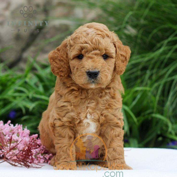 satılık Poodle Toy ikinci fotoğrafı