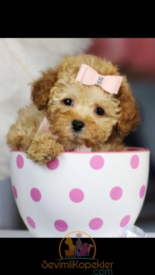 satılık Maltipoo fiyatı