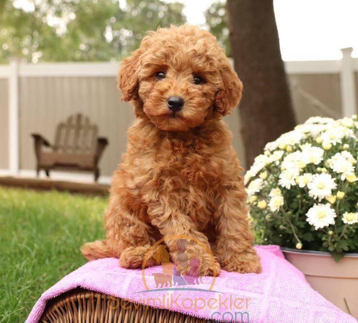 satılık Poodle Toy ikinci fotoğrafı