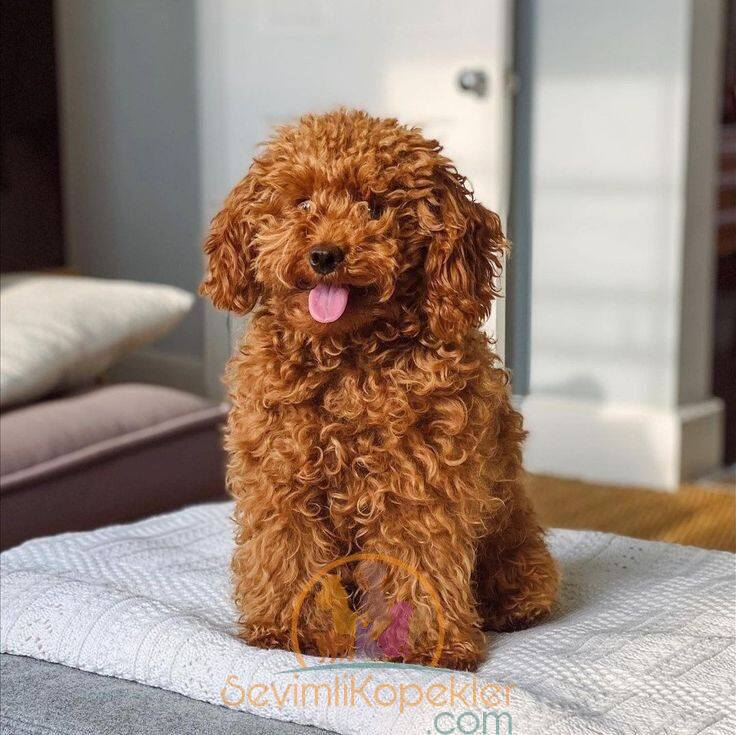 satılık Poodle Toy ikinci fotoğrafı