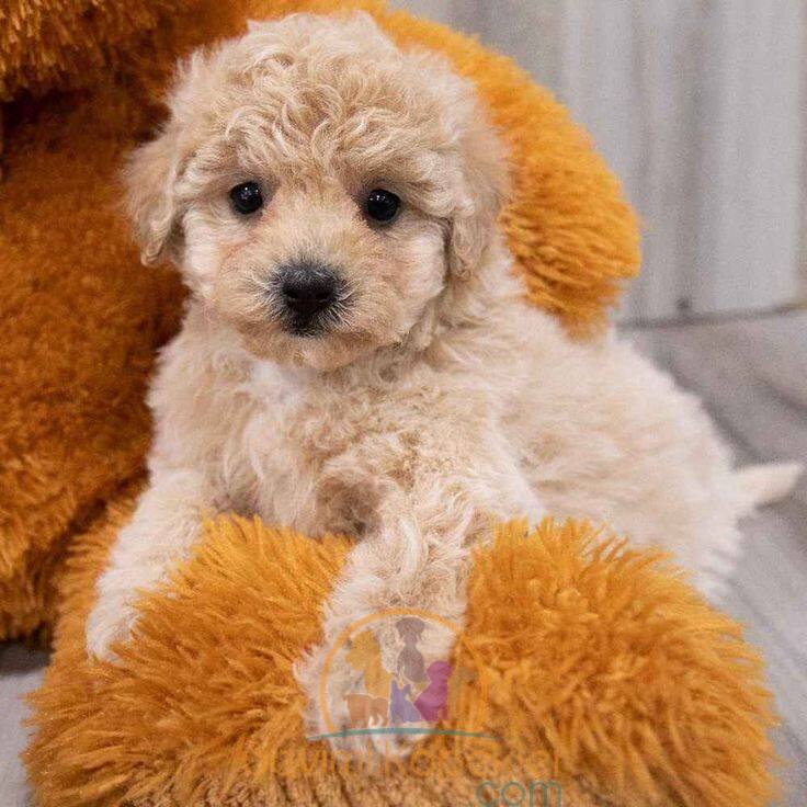 satılık Maltipoo fiyatı