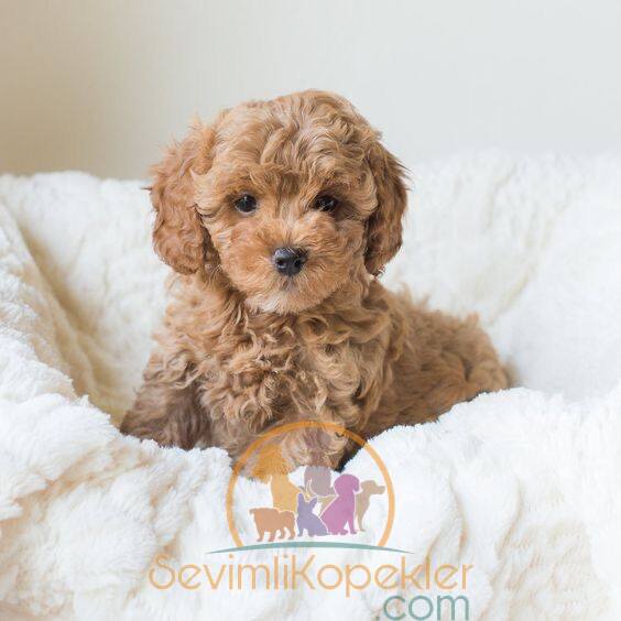 satılık Maltipoo fiyatı