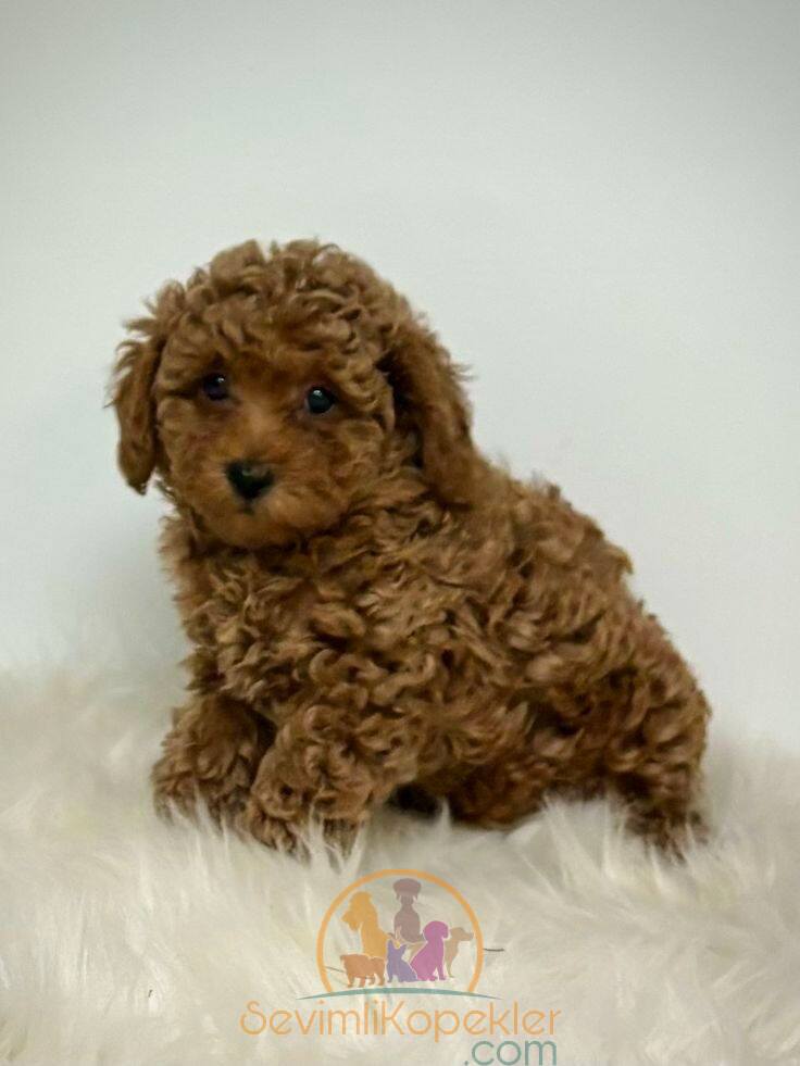 satılık Poodle Toy fiyatı