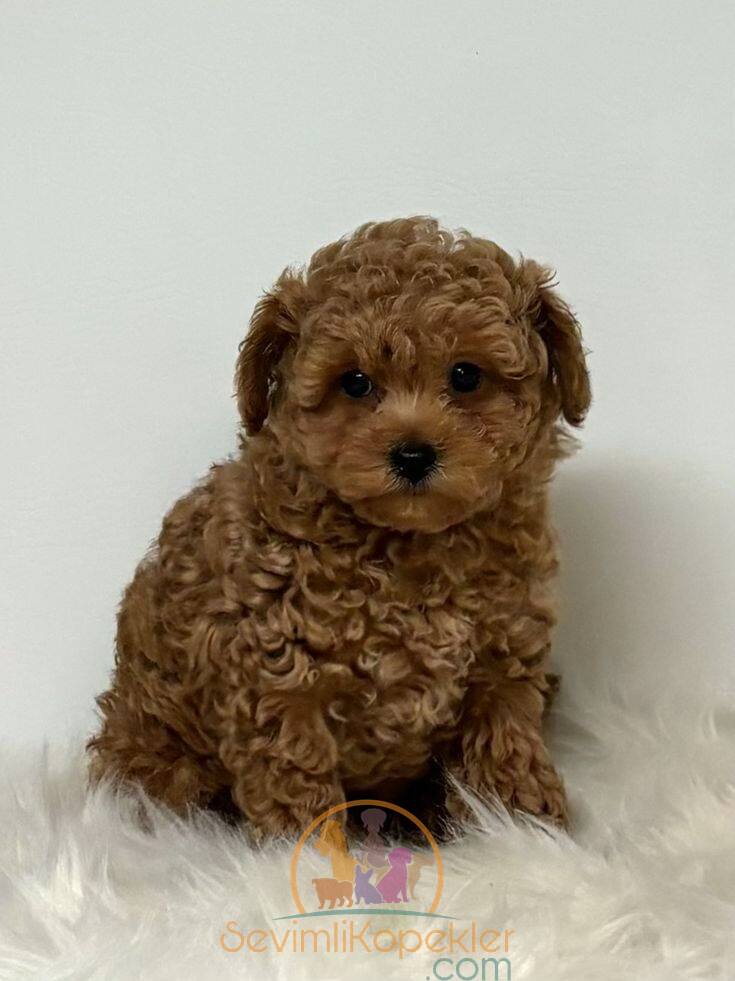 satılık Poodle Toy ikinci fotoğrafı