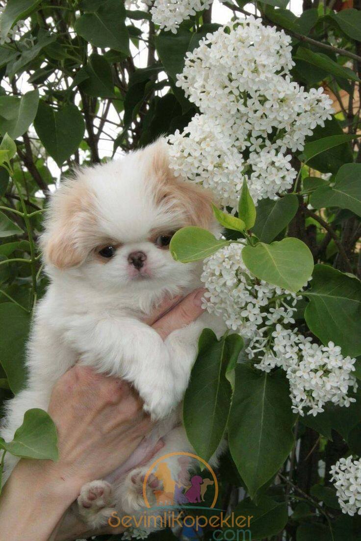 satılık Shin Tzu ikinci fotoğrafı