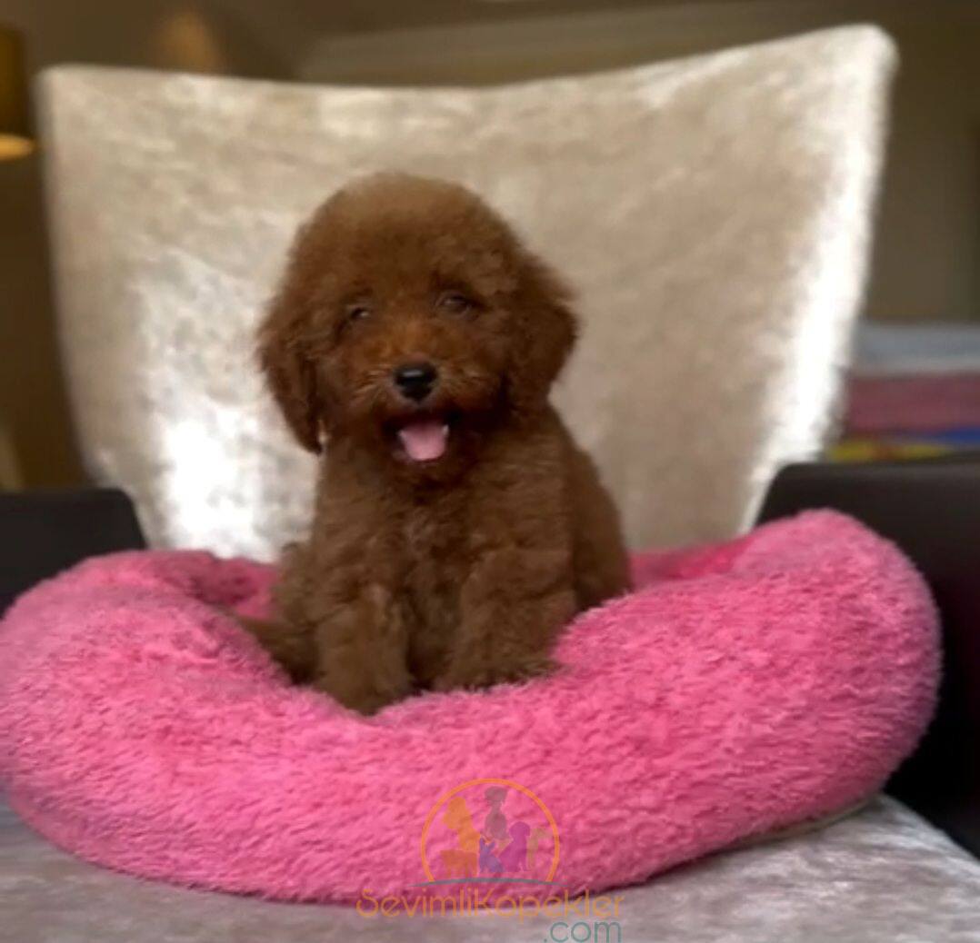 satılık Poodle Toy ikinci fotoğrafı