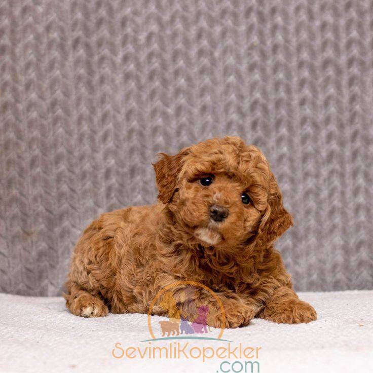 satılık Maltipoo fiyatı