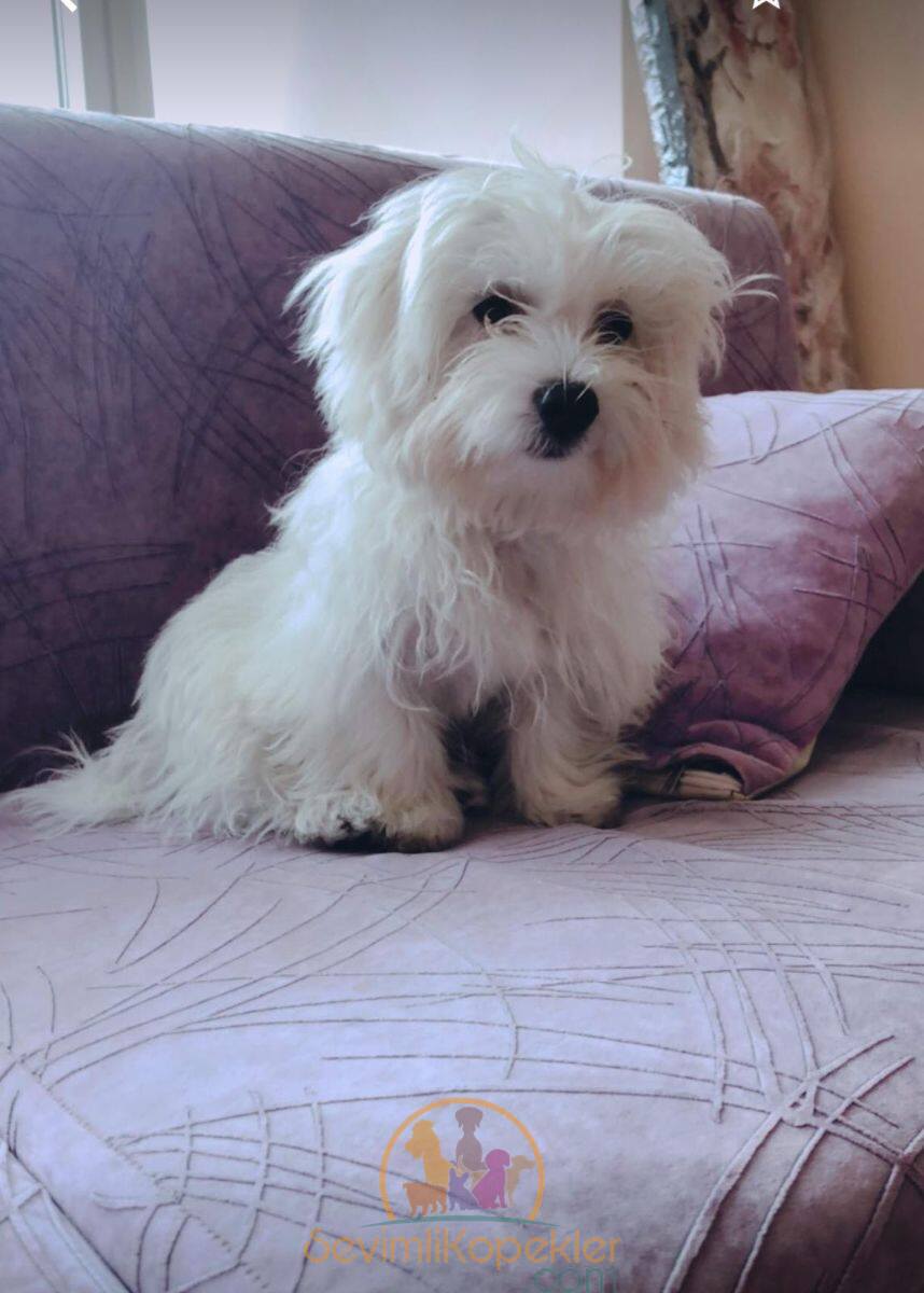 satılık Terrier Maltese fiyatı