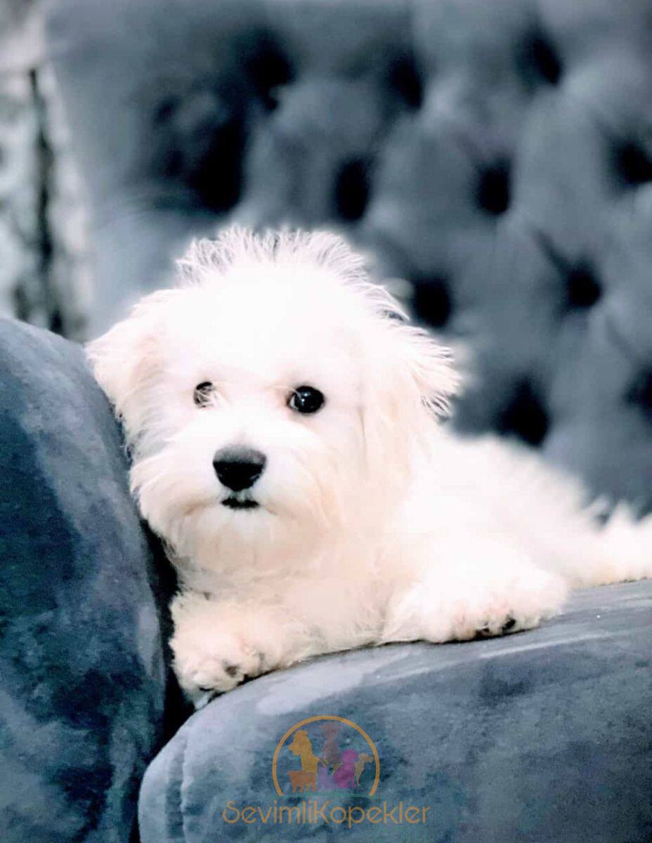 satılık Terrier Maltese dördüncü fotoğrafı