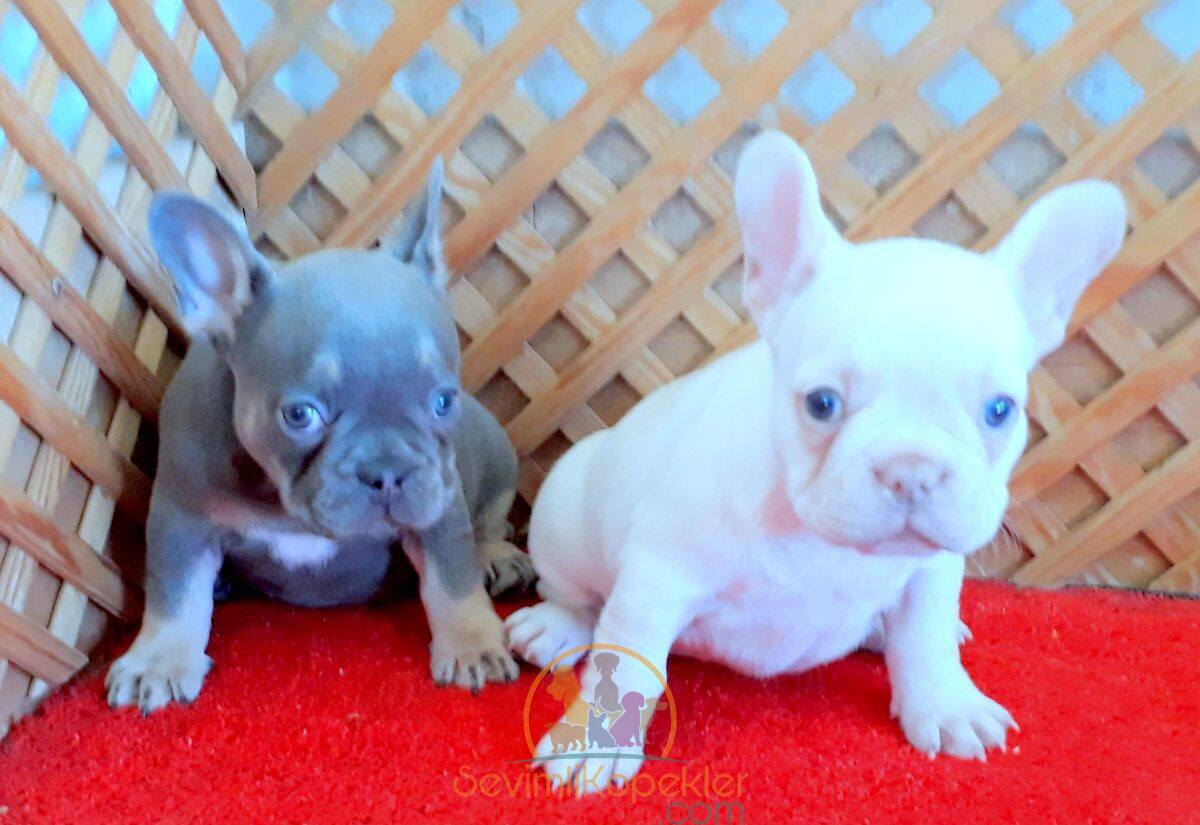 satılık French Bulldog ikinci fotoğrafı