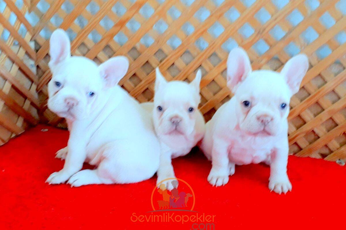 satılık French Bulldog ikinci fotoğrafı