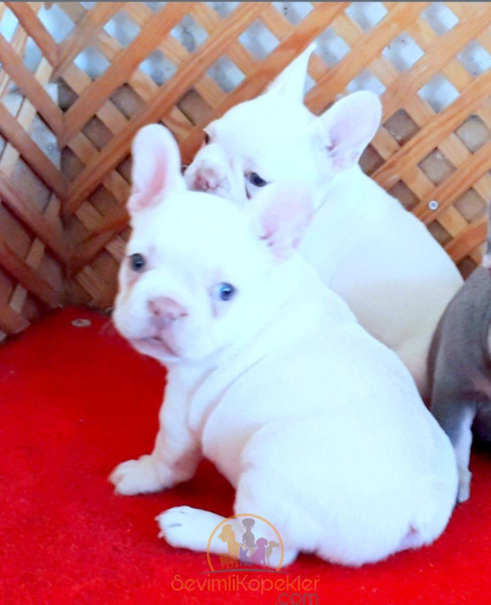 satılık French Bulldog ikinci fotoğrafı