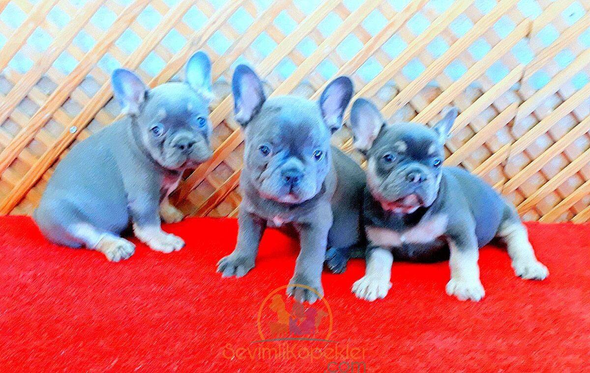 satılık French Bulldog üçüncü fotoğrafı