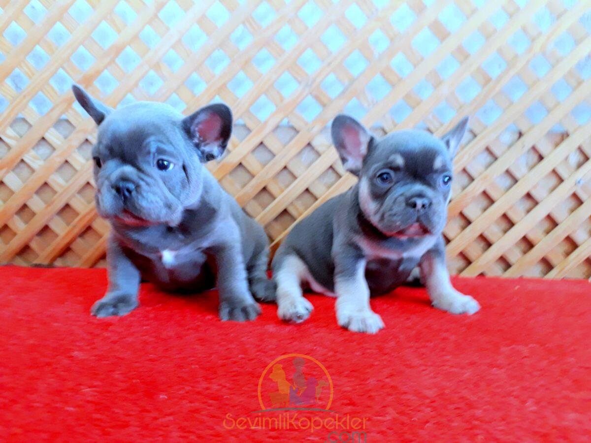 satılık French Bulldog dördüncü fotoğrafı