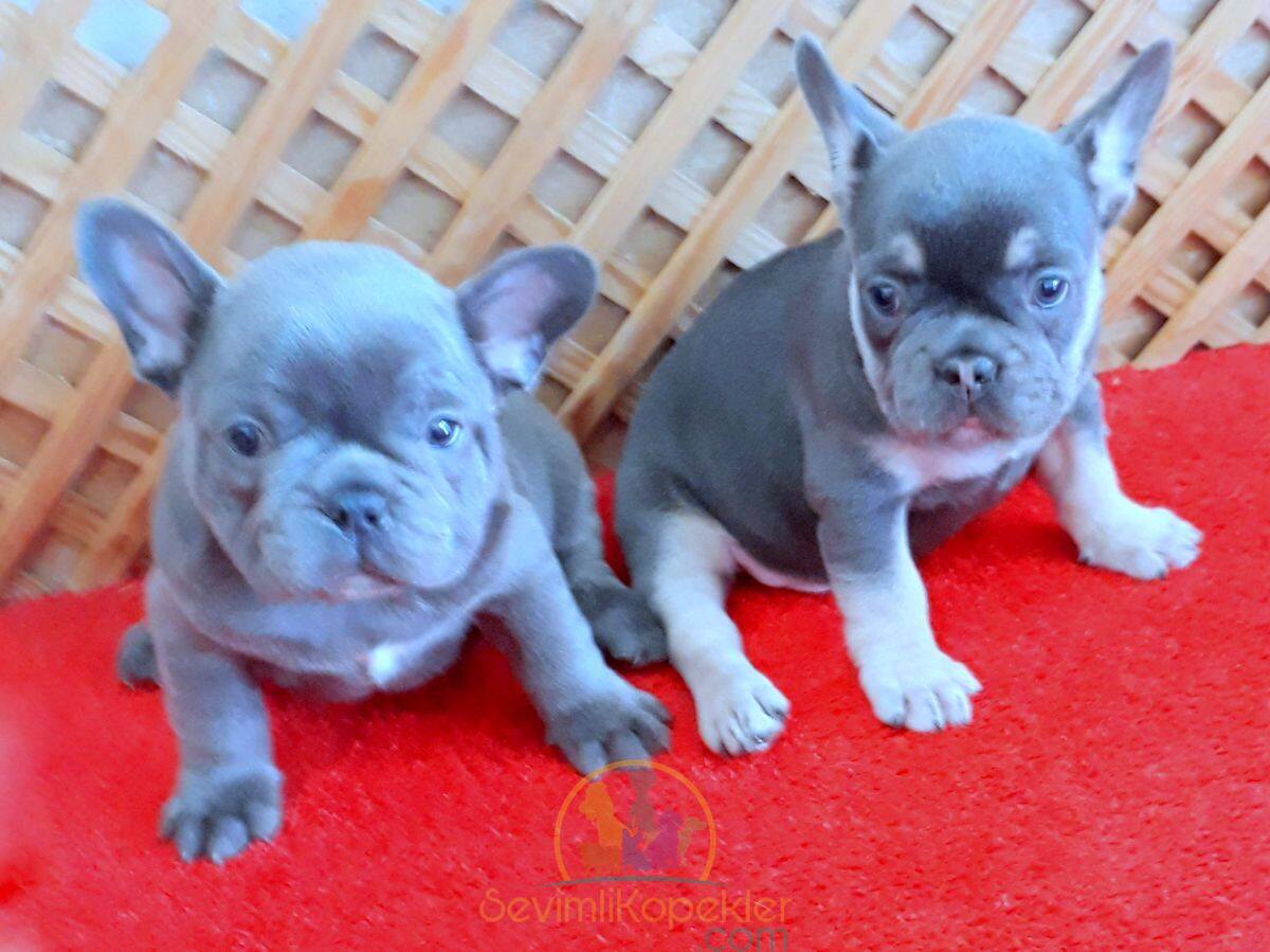 satılık French Bulldog ikinci fotoğrafı