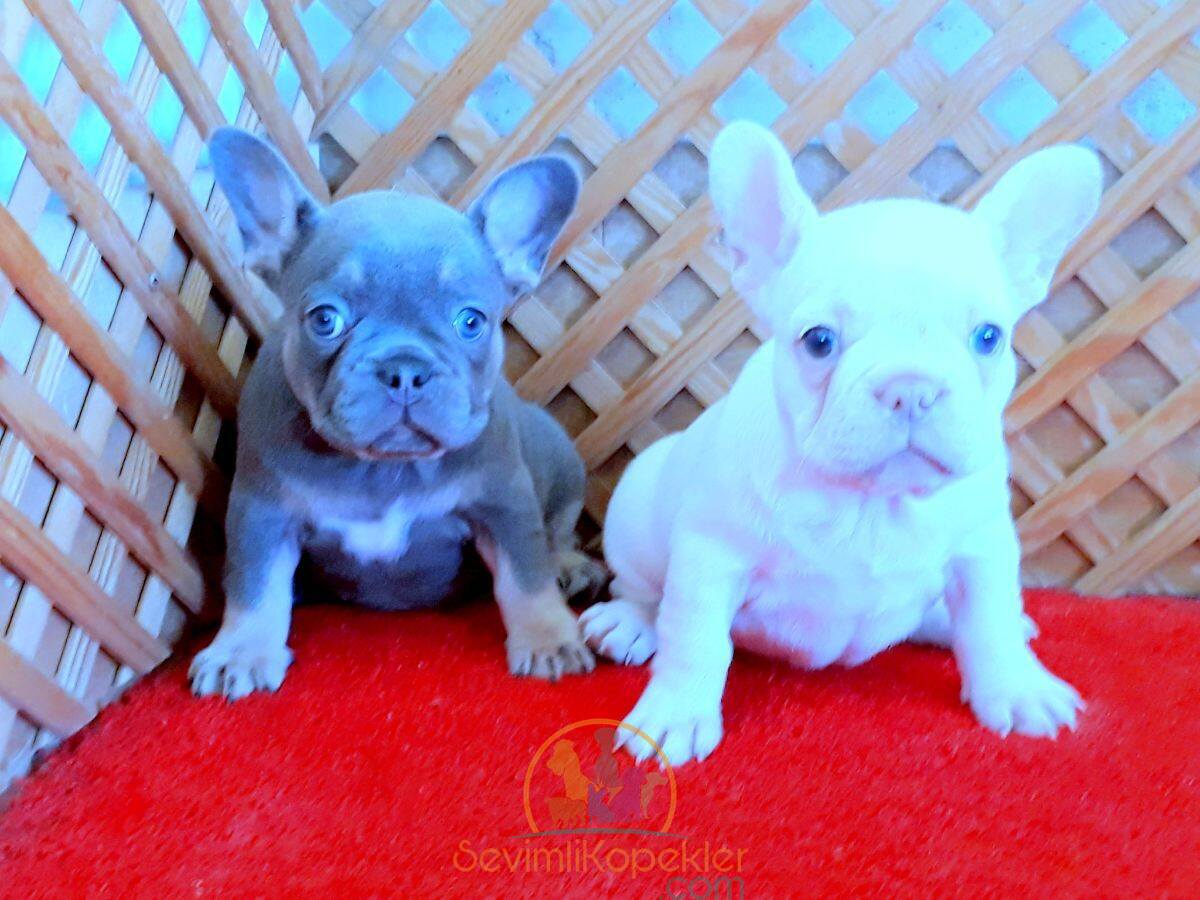 satılık French Bulldog üçüncü fotoğrafı