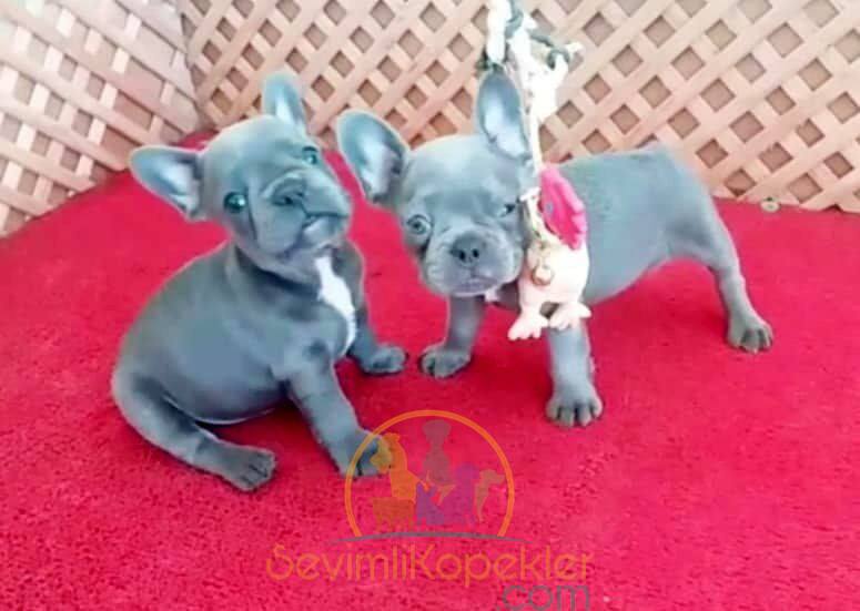 satılık French Bulldog ikinci fotoğrafı