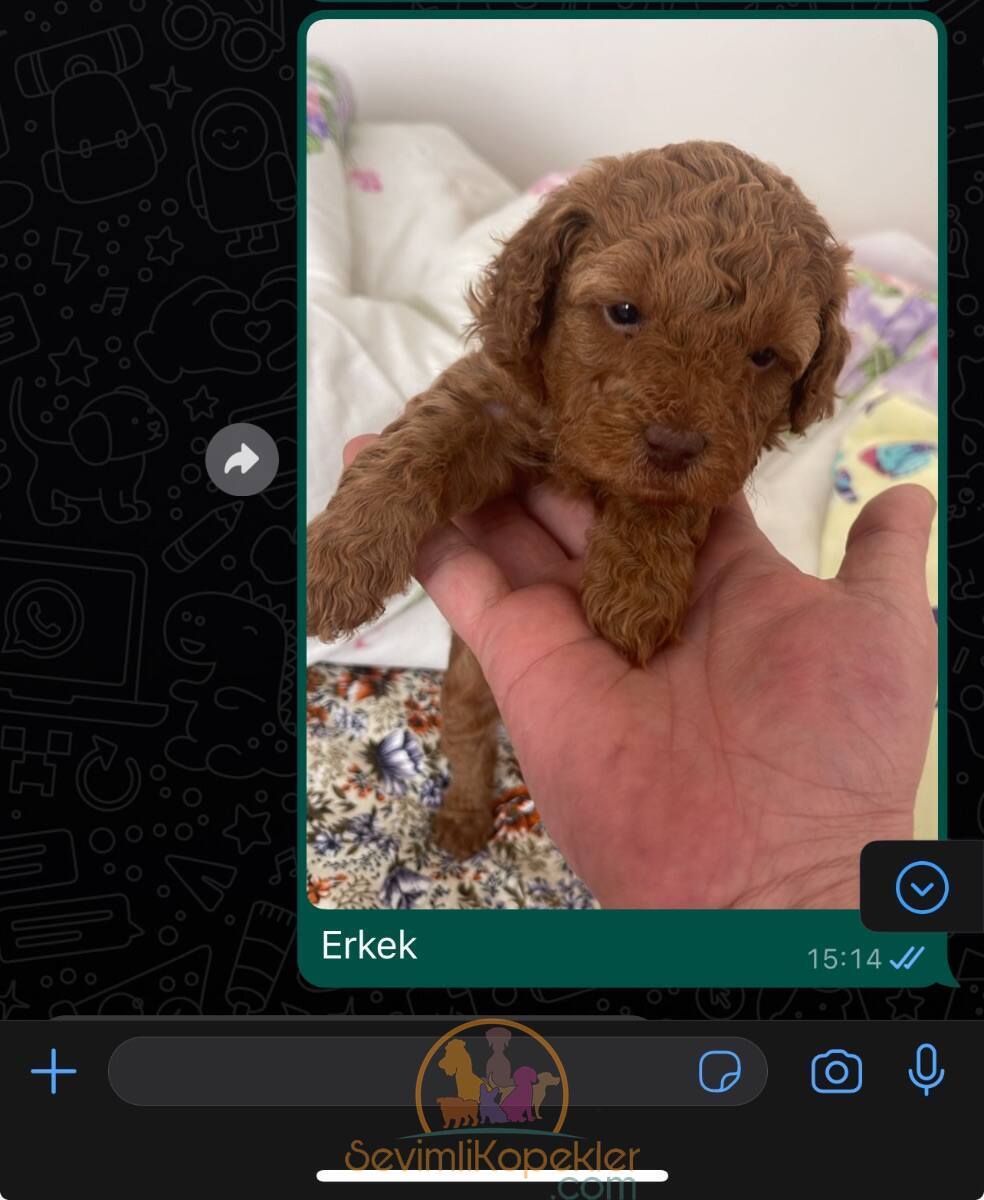 satılık Poodle Toy fiyatı