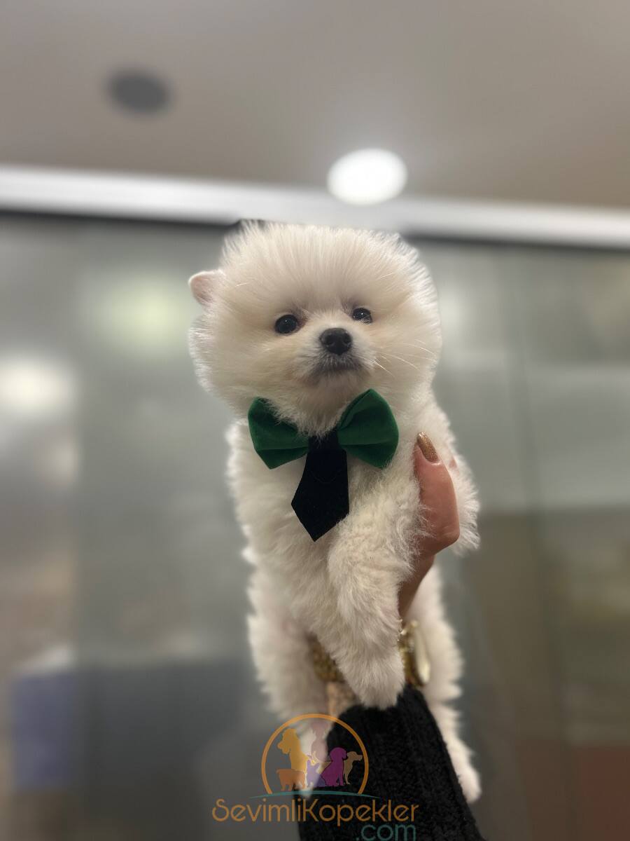 satılık Pomeranian ikinci fotoğrafı