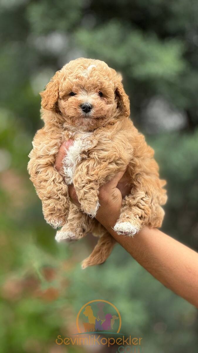 satılık Maltipoo fiyatı