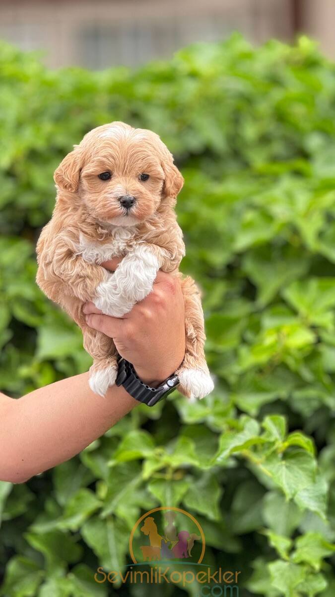 satılık Maltipoo üçüncü fotoğrafı